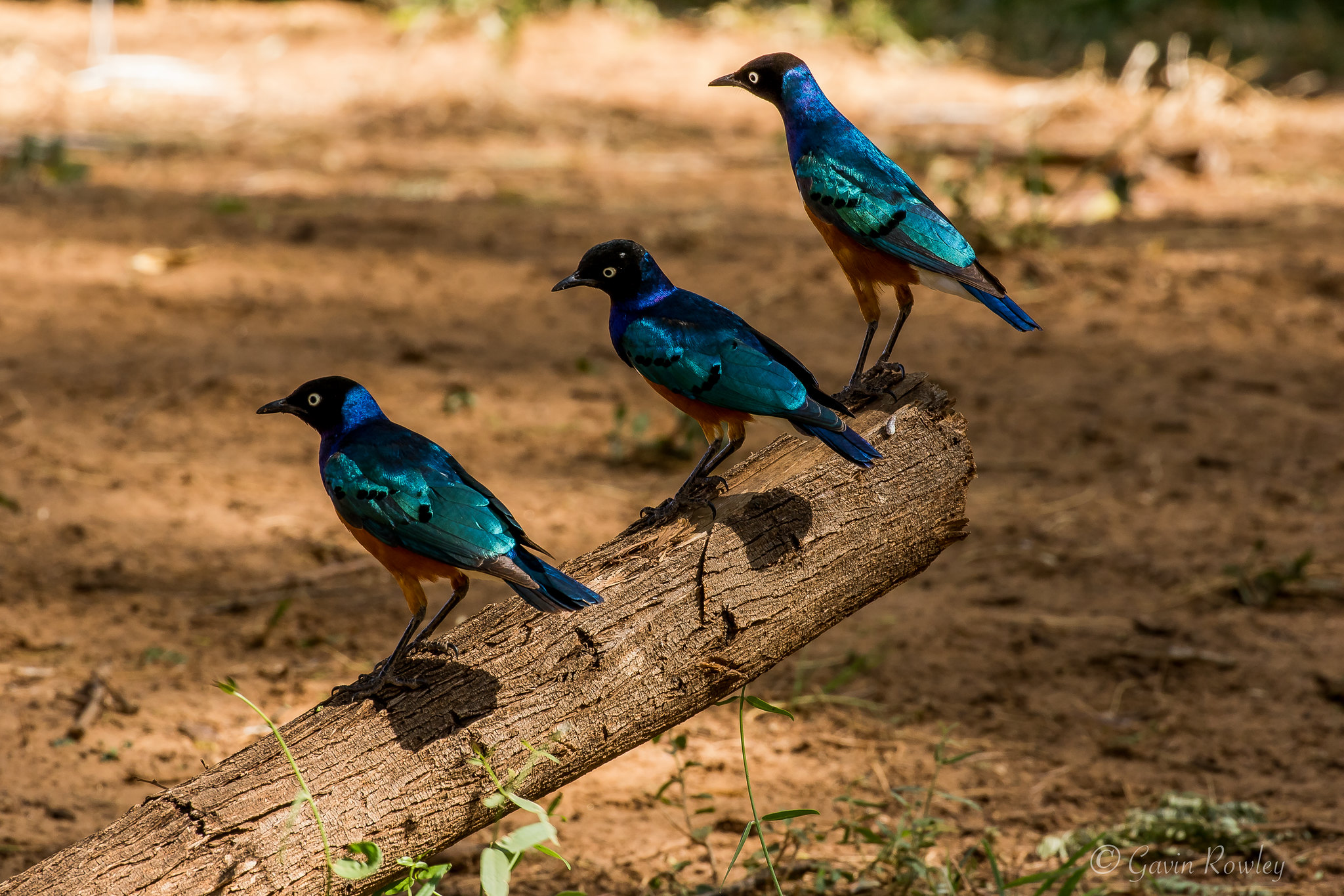 Bird Watching