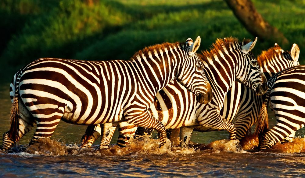Lake Nakuru National Park zebra