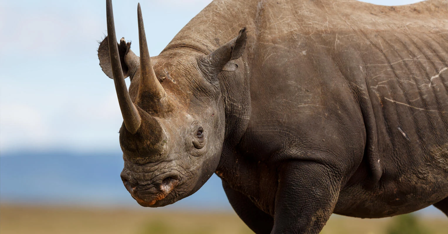 Profile_-_Black_Rhinoceros