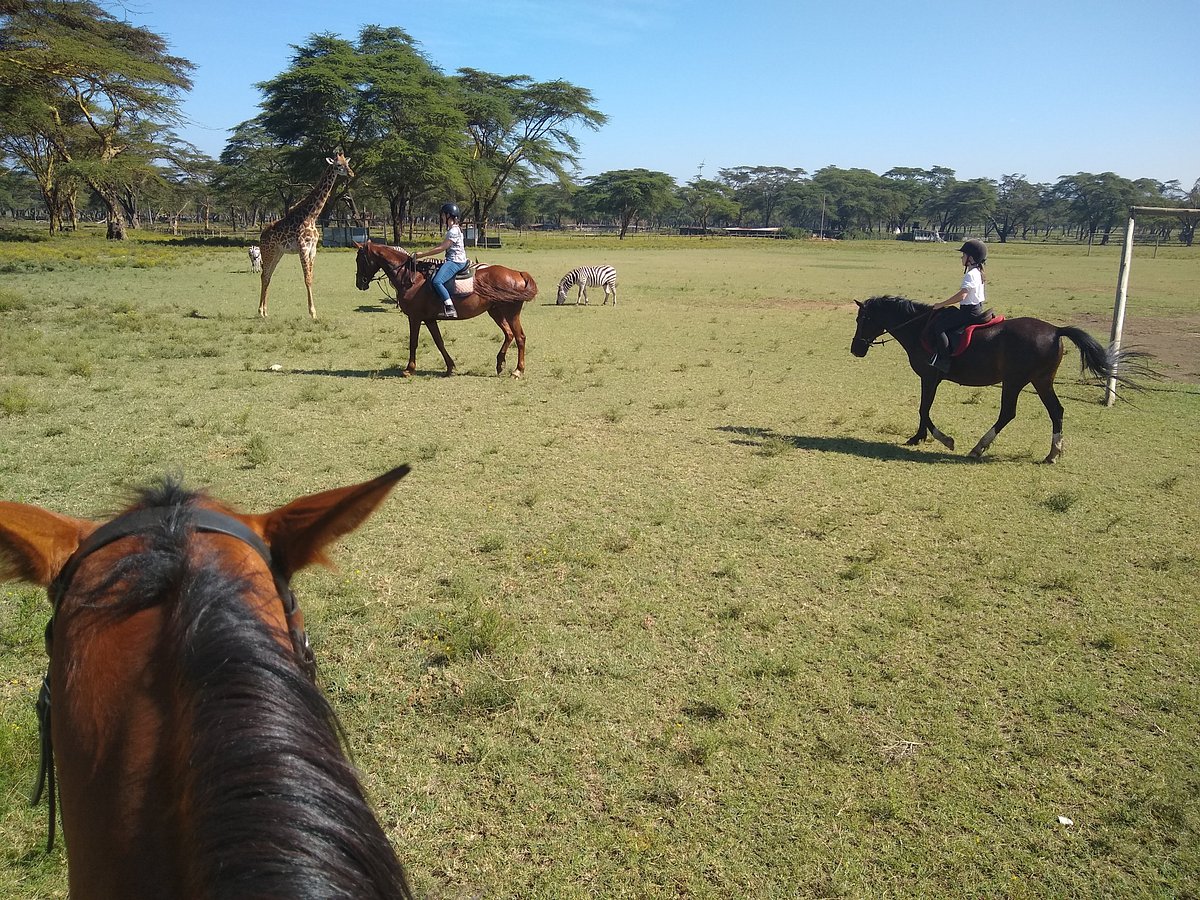 animals-from-horseback