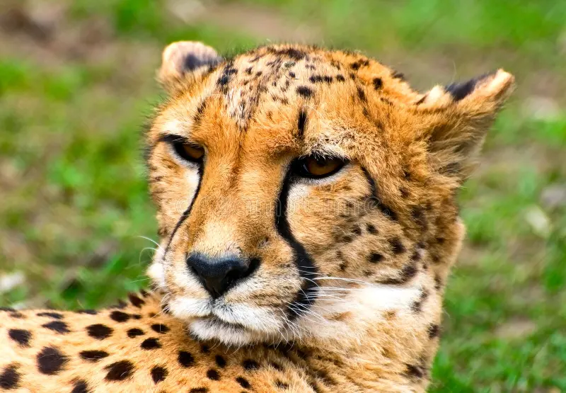 cheetah-14166116