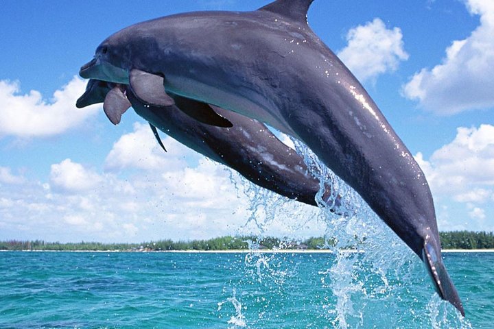 dolphins