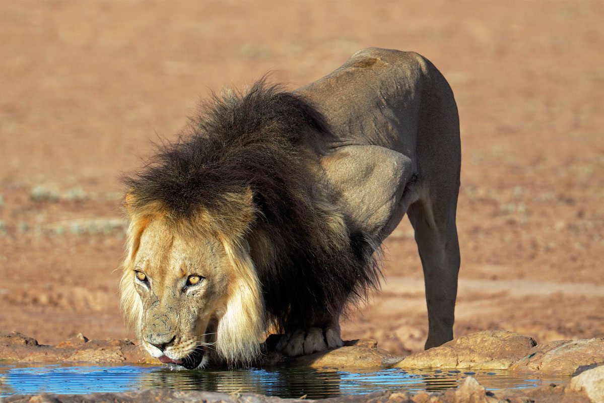 iStock_Wildlife_BlackManedLion