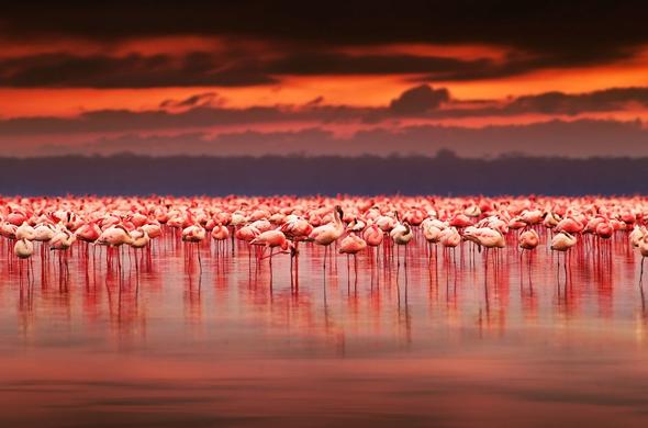 lake-nakuru-flamingos-in-red-sunset-590x390
