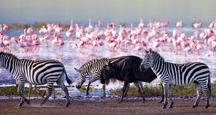 lake-nakuru-national-park-4-750x400