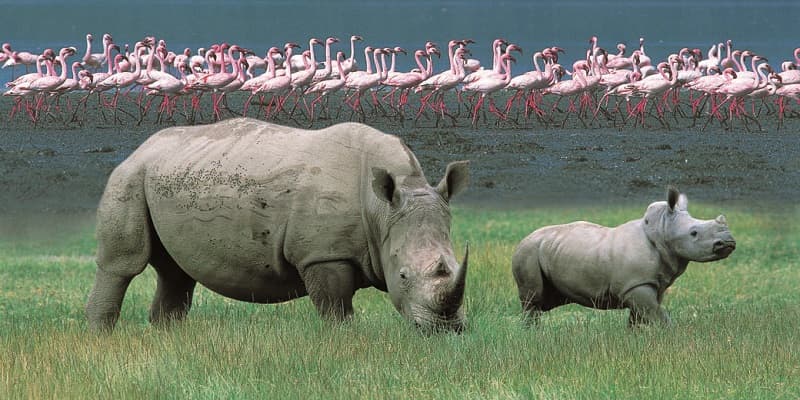lake-nakuru-national-park-birds-hd