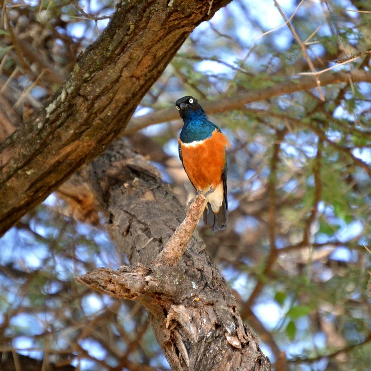 maralal-safari-lodge (3)