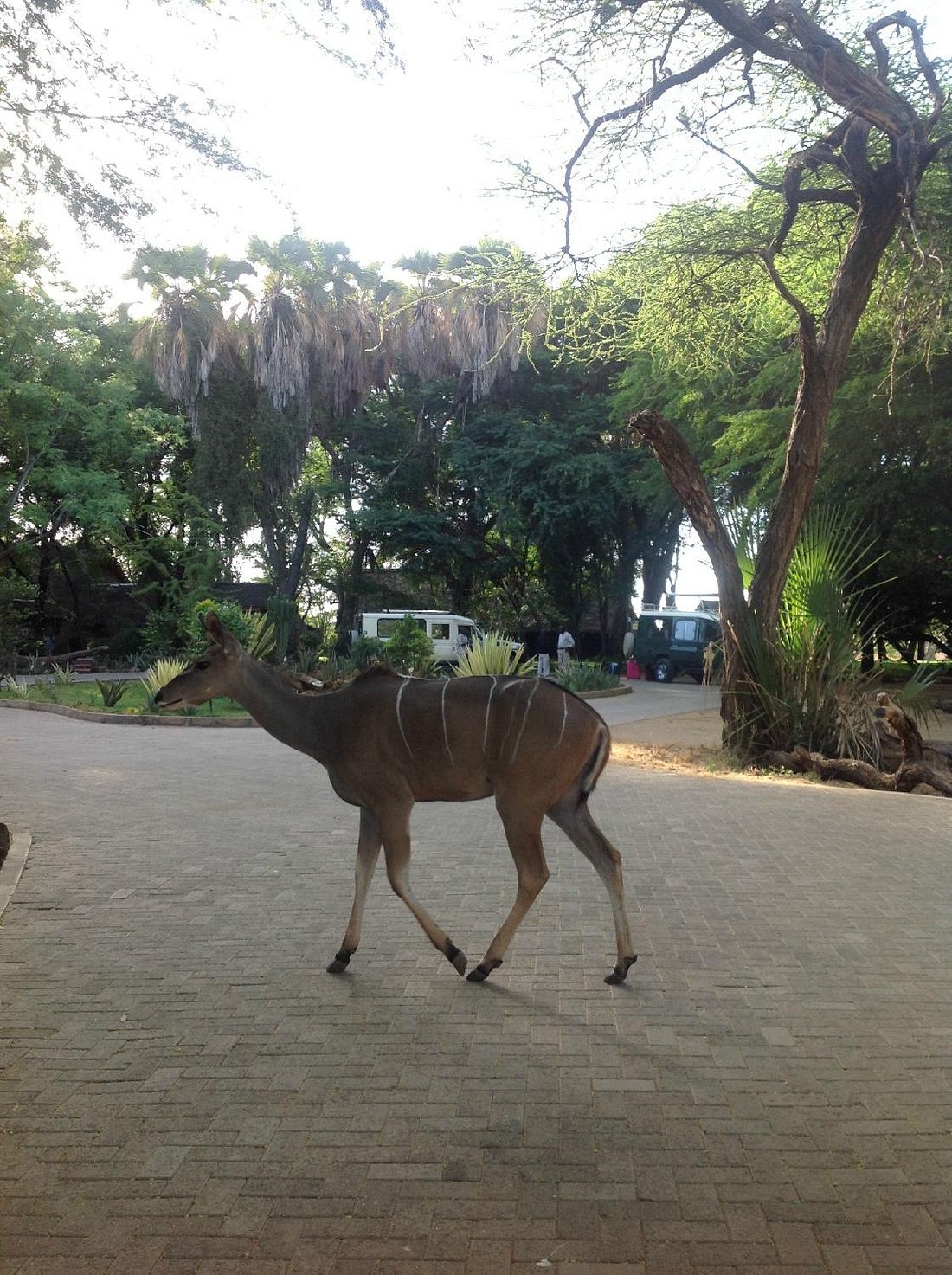 samburu-sopa-lodge (3)