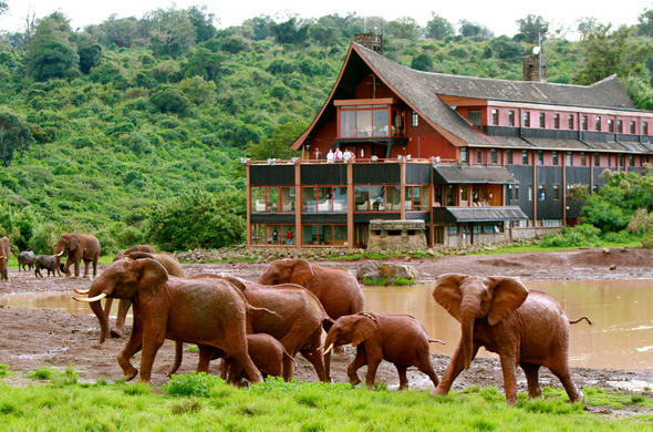 the-ark-elephants-aberdare-590x390