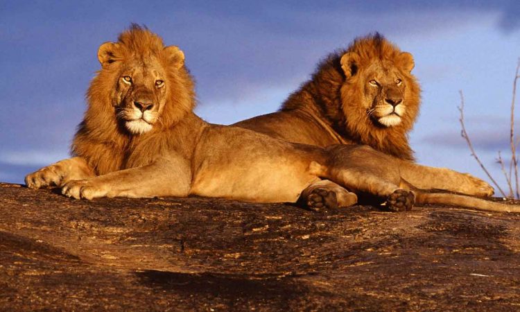 tsavo-west-national-park1-750x450