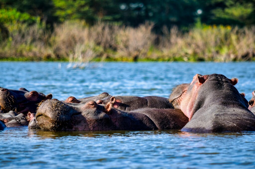 A serene group of hippos basking in Lake Nakuru, surrounded by vibrant nature. Captured on a sunny day.