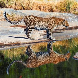big five wildlife masai mara leopard small