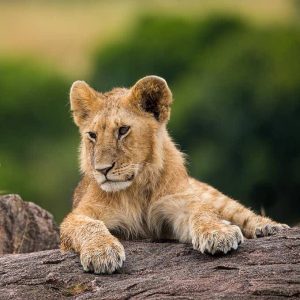 lion masai mara small