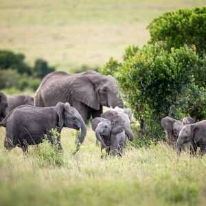 masai mara wildlife elephant small 1