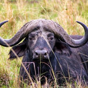wildlife masai mara cape buffalo small